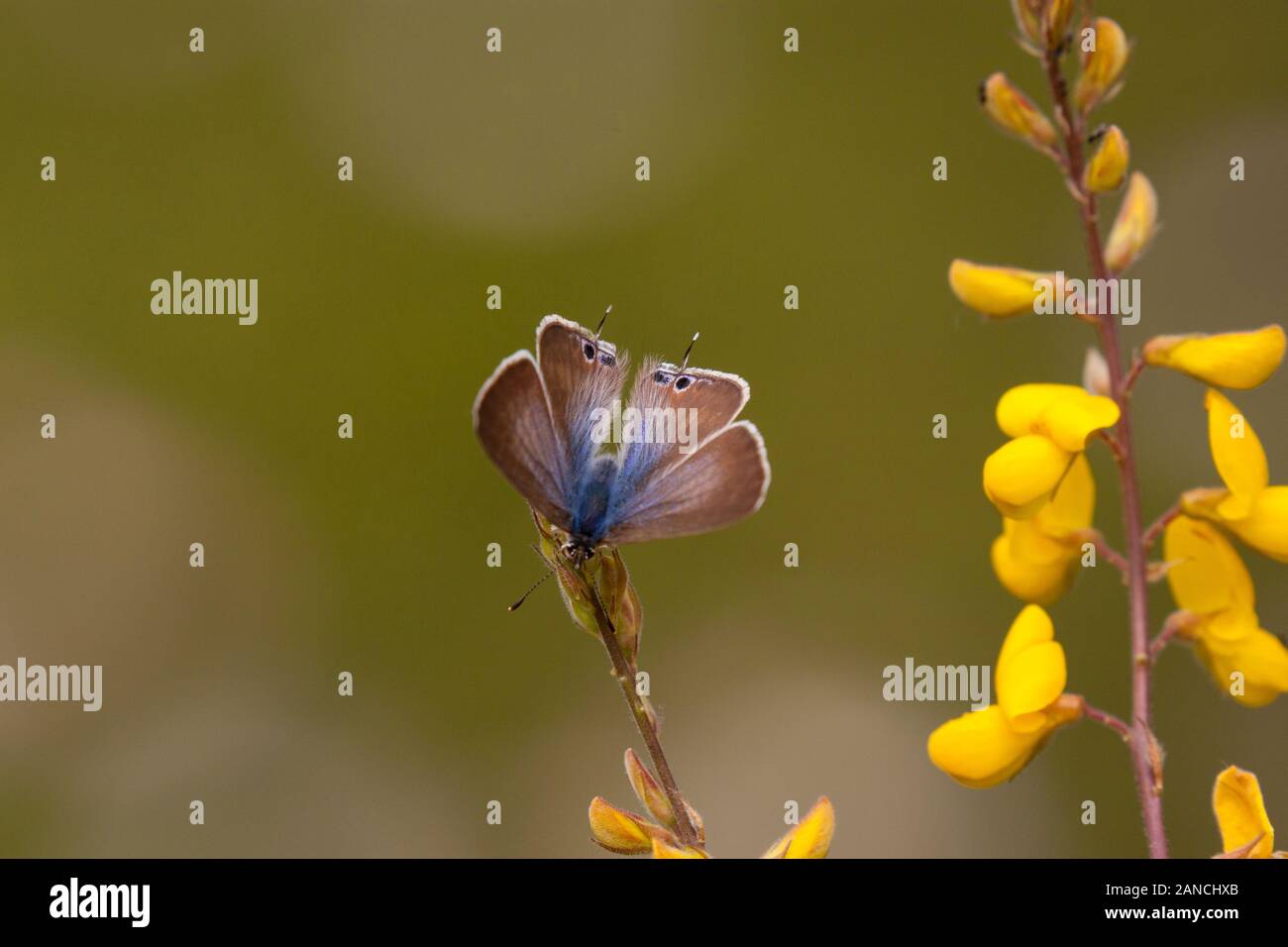 Larga cola mariposa azul Lampides boeticus en el campo español en una cabeza floral en los Picos de Europa en el norte de España Foto de stock