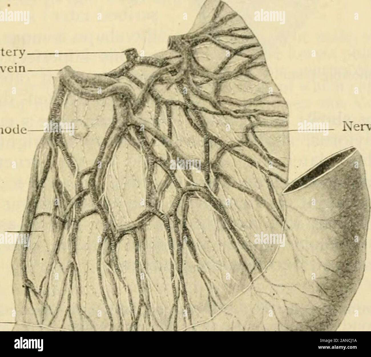 Anatomía Humana, entre ellas la estructura y el desarrollo y las consideraciones prácticas . y suministrando el tejido muscular y estroma ; otras pasan directlytoward las vellosidades que entran y suministro por red capilar-works theperiphery ocupante de las proyecciones. Las venas de las paredes intestinales comenzarán dentro de themucosa debajo del epitelio y ampliando gradualmente, a medida que descienda, becometributary al mayor eins dentro de la submucosa. Este último siga las arterias sus curriculum paso a través de la túnica muscular, uniéndose para formar el mayor venouschannels emergentes que acompañan el arterial Foto de stock