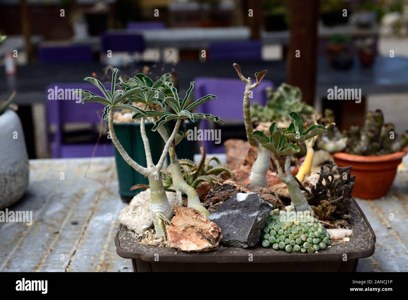 Árbol miniatura bonsai, árboles de Bonsai,suculentos,suculentas,pantalla,muestra,jardín  en miniatura,cactus y un jardín de té café,Daurib Isib Camping,Namib dese  Fotografía de stock - Alamy
