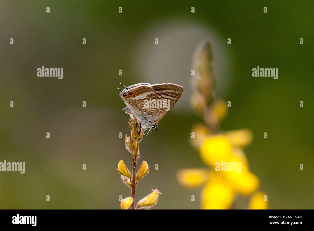 Larga cola mariposa azul Lampides boeticus en el campo español en una cabeza floral en los Picos de Europa en el norte de España Foto de stock