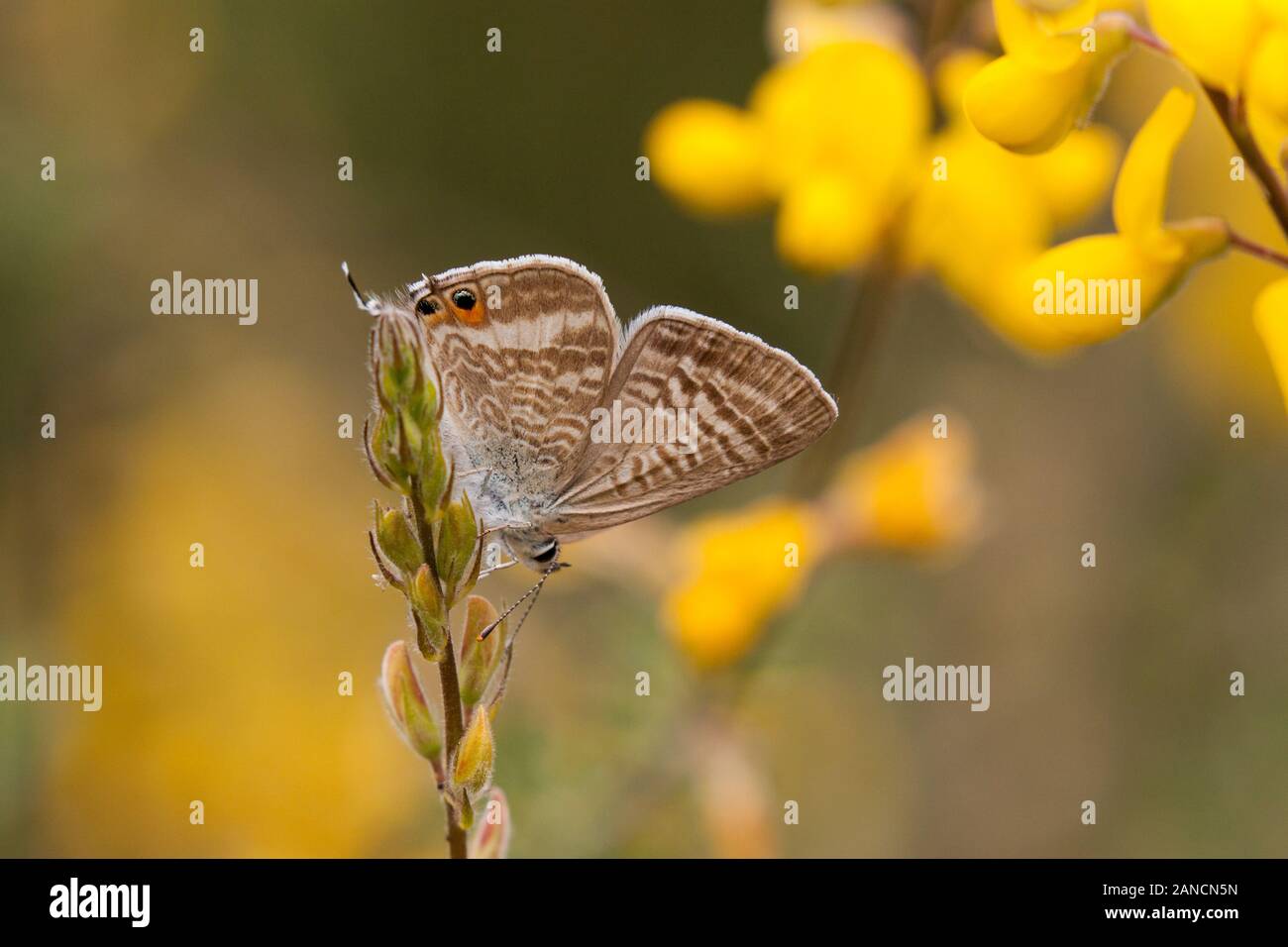 Larga cola mariposa azul Lampides boeticus en el campo español en una cabeza floral en los Picos de Europa en el norte de España Foto de stock