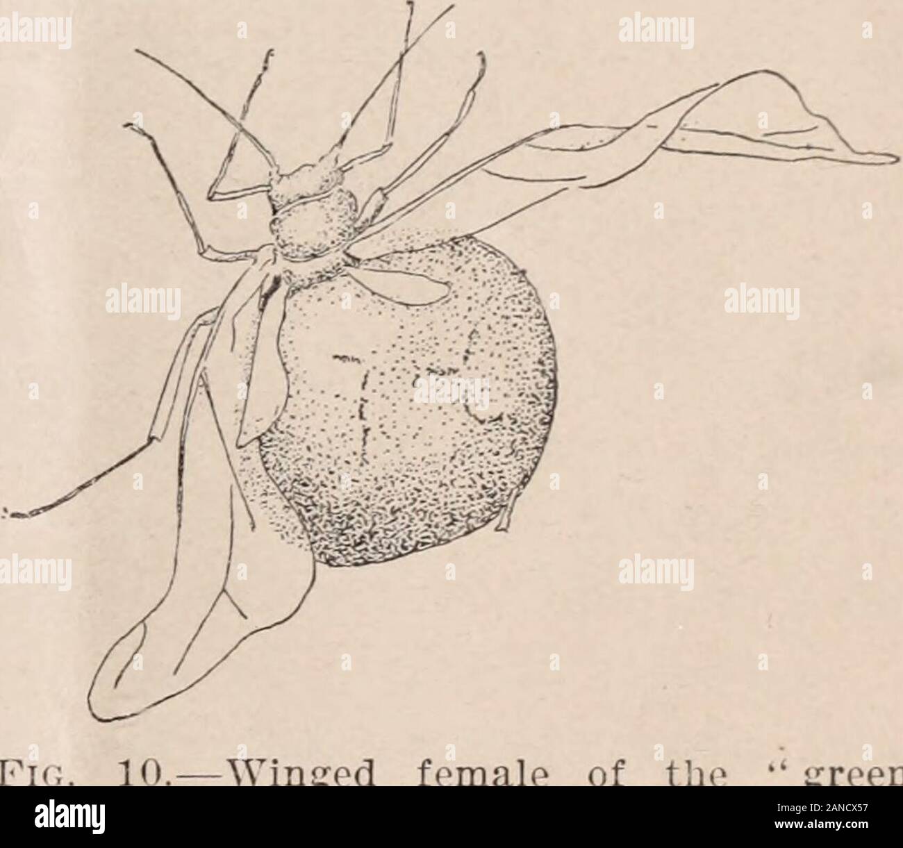 spirit bolsagage info