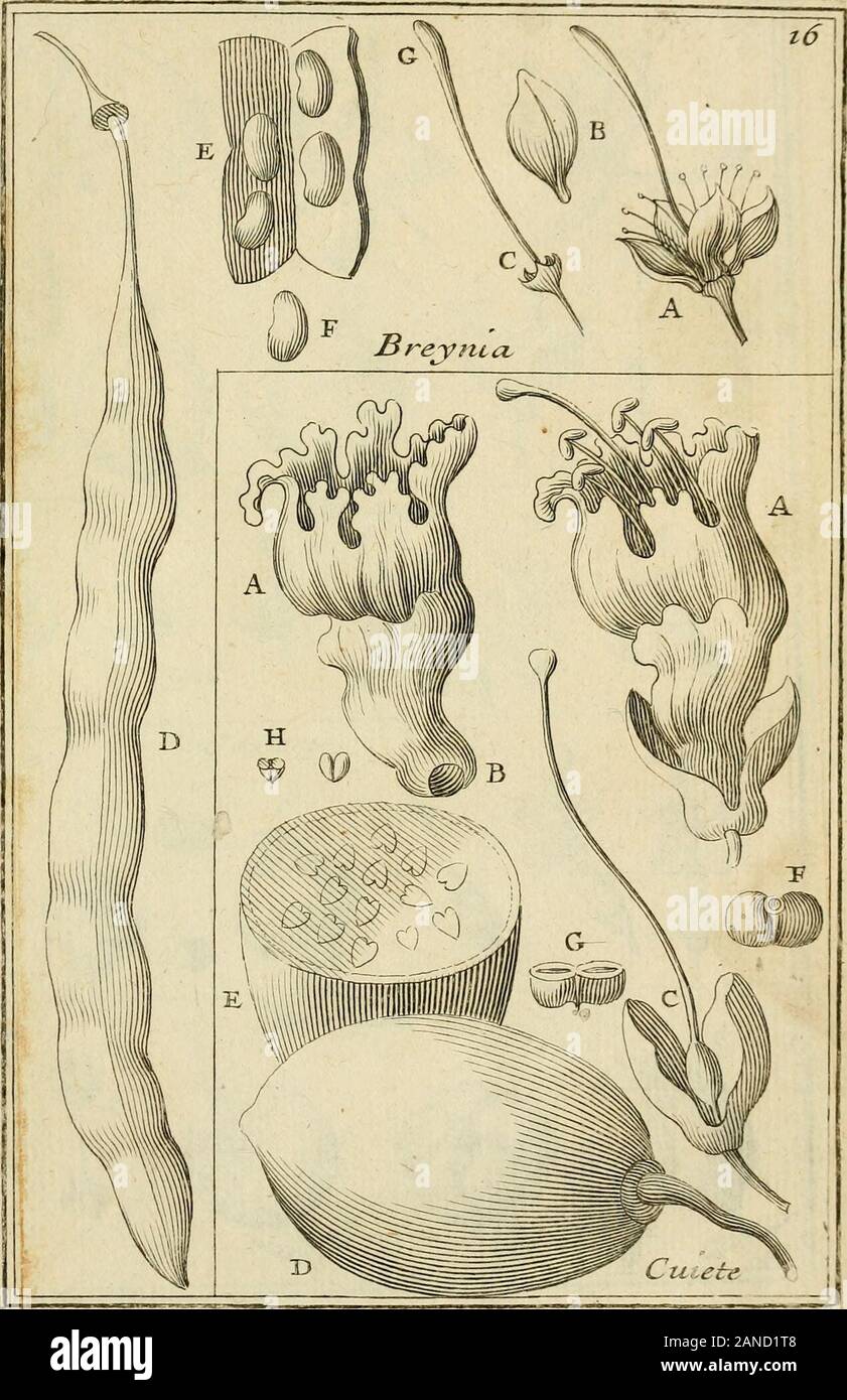 Nova Plantarum americanarum géneros . wS. Foto de stock