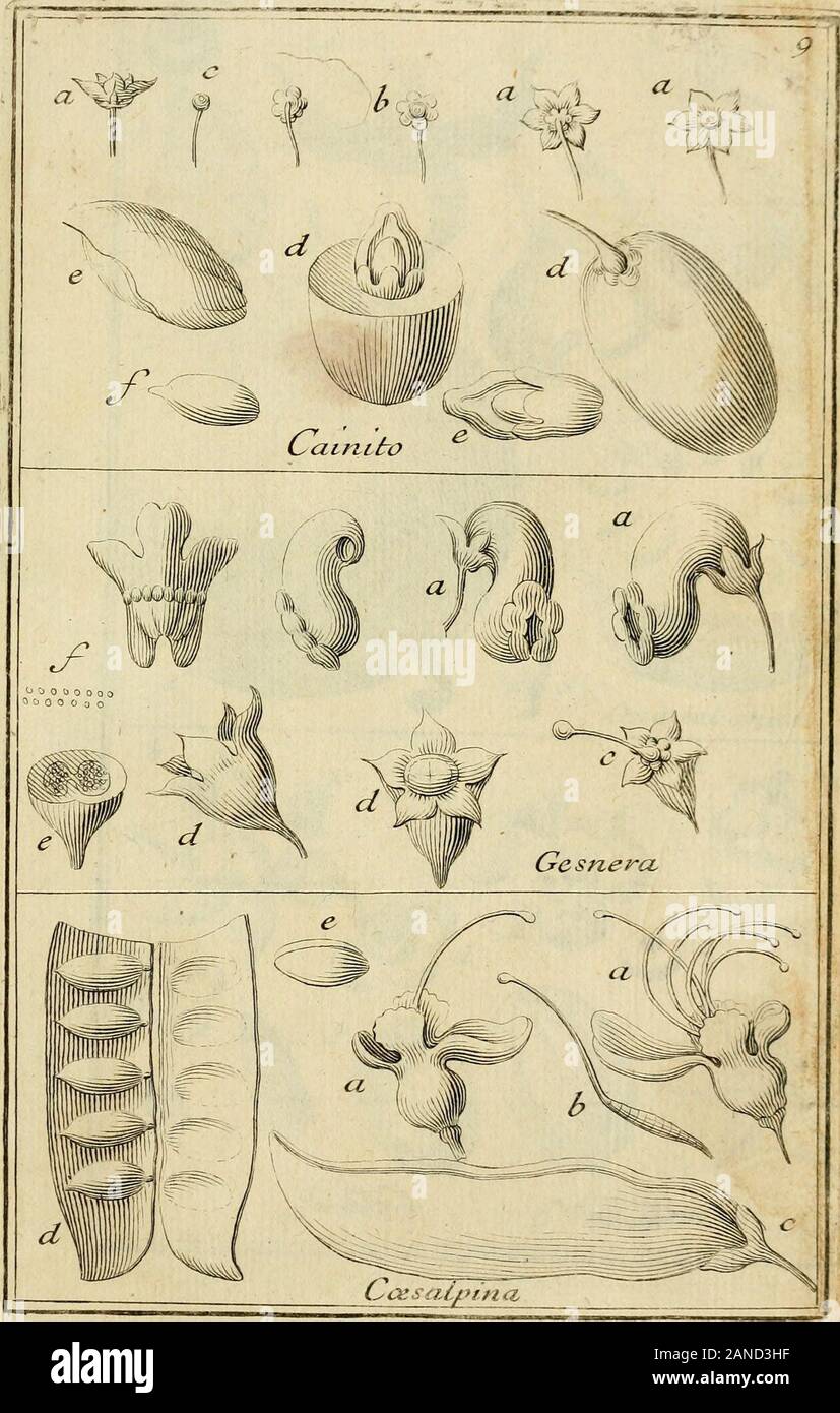 Nova Plantarum americanarum géneros . Foto de stock