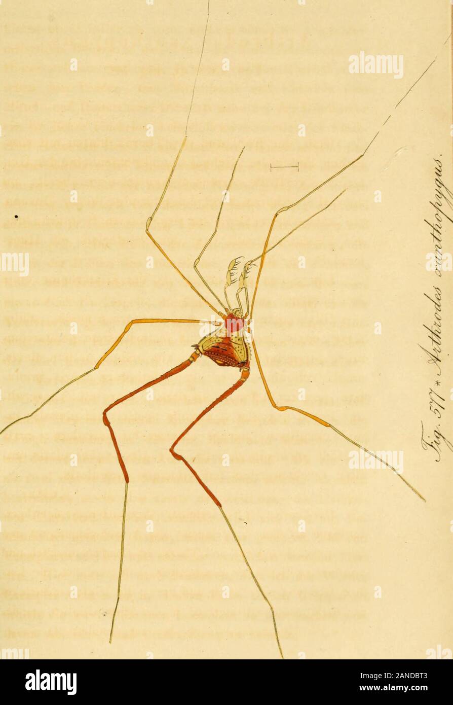 Die ArachnidenGetreu nach der Natur abgebildet und beschrieben . Tórax; auf dem Hinterleib rostroth ein Ctuer hochjiclb banda. Des Körpers Länge 2y/, der Hinterbeine ohnedie Tarsen 4%. Testaceus Olivaceo, cephalothorace niedio, abdo-mine, coxis, trochanteribus femoribusque pedum om-nium, ano maculis ferrugineis tribus pallide fiavis,media reliquis majore 5 cephalothorace fusco-granu-lato, en medio bispinoso postice, marginibus laterali-bus, angulis fuscis granuiatis posticis unispinosis; tu-mulo oculigero parum elevato bituberculato 5 coxisposticis parum incrassatis, ferrugineo tuberculatis Foto de stock