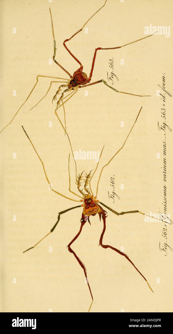 Die ArachnidenGetreu nach der Natur abgebildet und beschrieben . allmälis: 2;rösser. Länge des Körpers fast 5, der Beine des zwei-diez Paars des Endpaars 2 4, 2 3.Ferty Celegidos. animal. artic. p. 208. t. 40- f. 4. Der Vorderleib bat Seltenumrisse nach dem eine herz-förmige i^estalt, ist am verengten Ilinterrande ausgebogenimd mit geschärften llinterrandswinkehi versehen, an die-sem befindet sich seitwärts EINE KLEINE Schwingung; dieAusbiegung, mit der welcher Seltenrand des tórax Kopfrand übergeht inden, ist schwach, auch der Kopf anden Seiten nicht besonders gerundet, unter dem-rande üb Vorder Foto de stock
