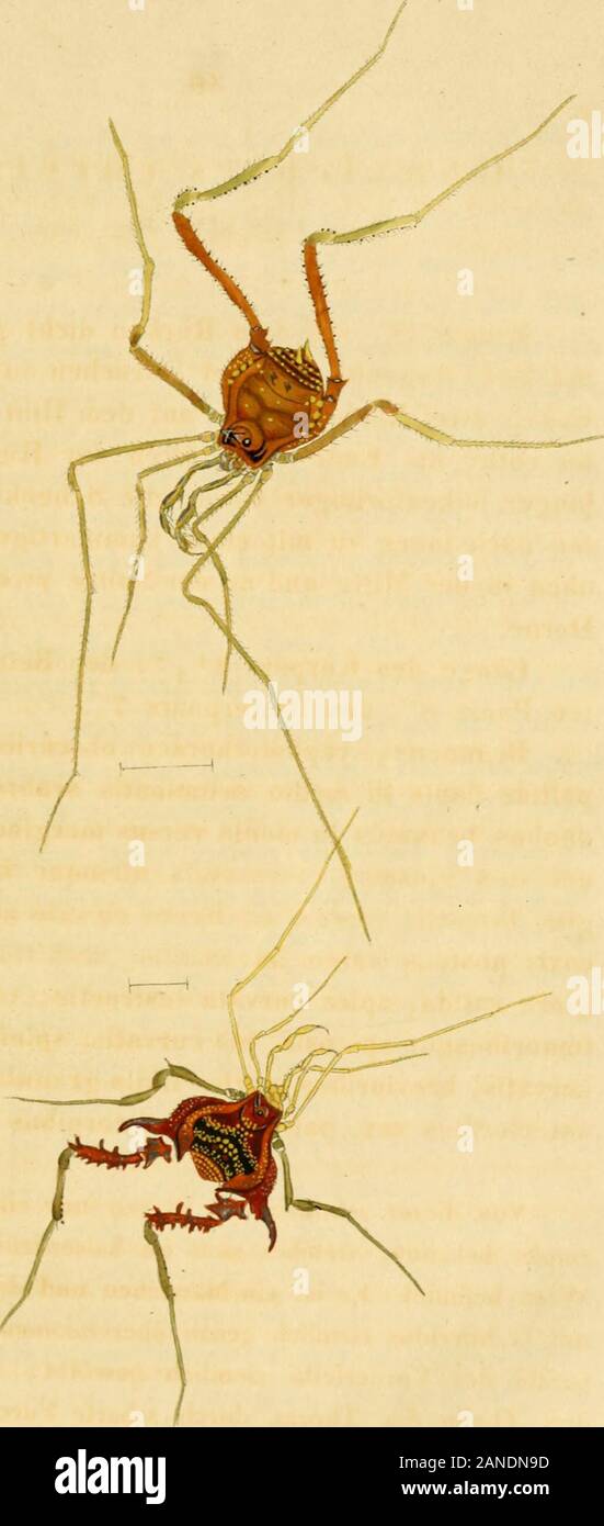 Die ArachnidenGetreu nach der Natur abgebildet und beschrieben . e des Körpers 2*2? ^^r Beine des zwei-diez Paars 8, des Hinterpaars 7 SSrunneus, cephalotiiorace granulispallide flauis obscuriore, en medio acuminatis tuberculisduobus brunneis scabro, en medio versus marginem posticum,nee no ejusmodi tuberculis utrinquc binis en mar-gine laterali; tumulo ociiligero elevato apice furcato;coxis posticis valde incrassatis, scabiris, espina lon-giore válida, apice curvata instructis^ trochanteribusfemoribusque spinosis, bis, longioribuscurvatis curvatis spinis, brevioribus rectis, tibiis granulatis; Foto de stock
