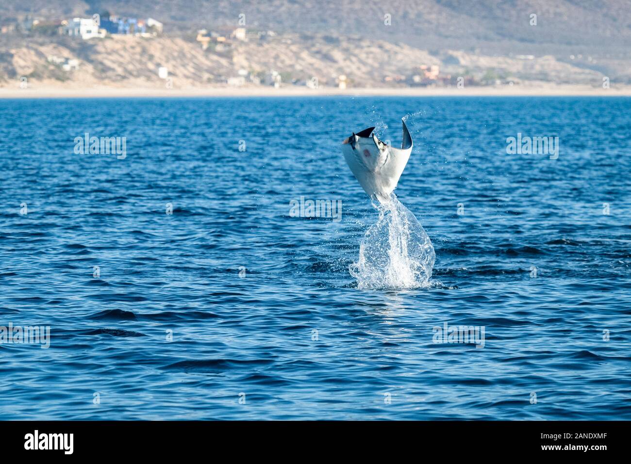 Munk's Devil Rays, mobula munkiana, durante la migración anual/alimentación temporada para estos animales, Cabo San Lucus, Baja California, el Mar de Cortez, Golfo Foto de stock