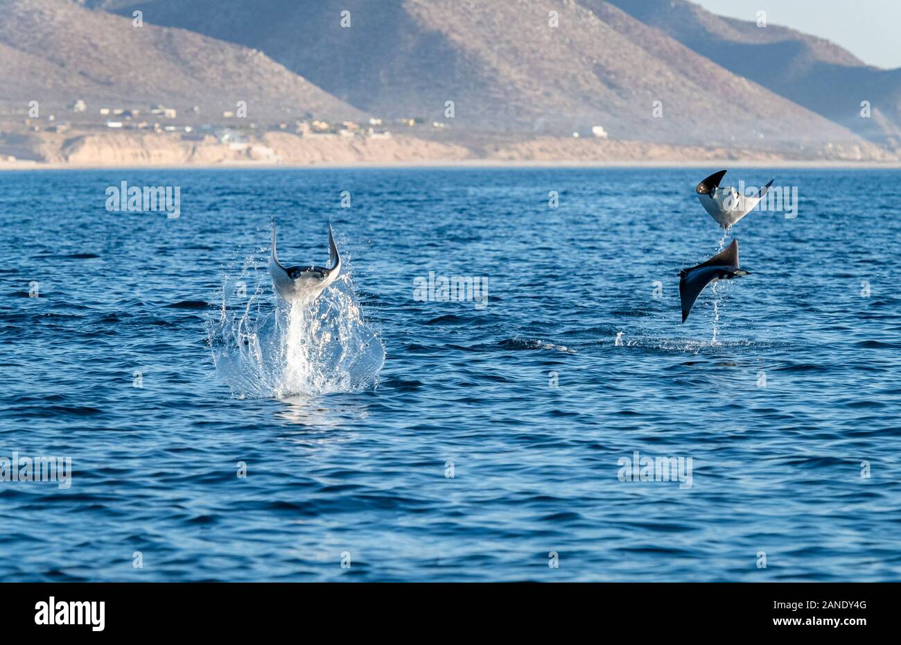 Munk's Devil Rays, mobula munkiana, durante la migración anual/alimentación temporada para estos animales, Cabo San Lucus, Baja California, el Mar de Cortez, Golfo Foto de stock