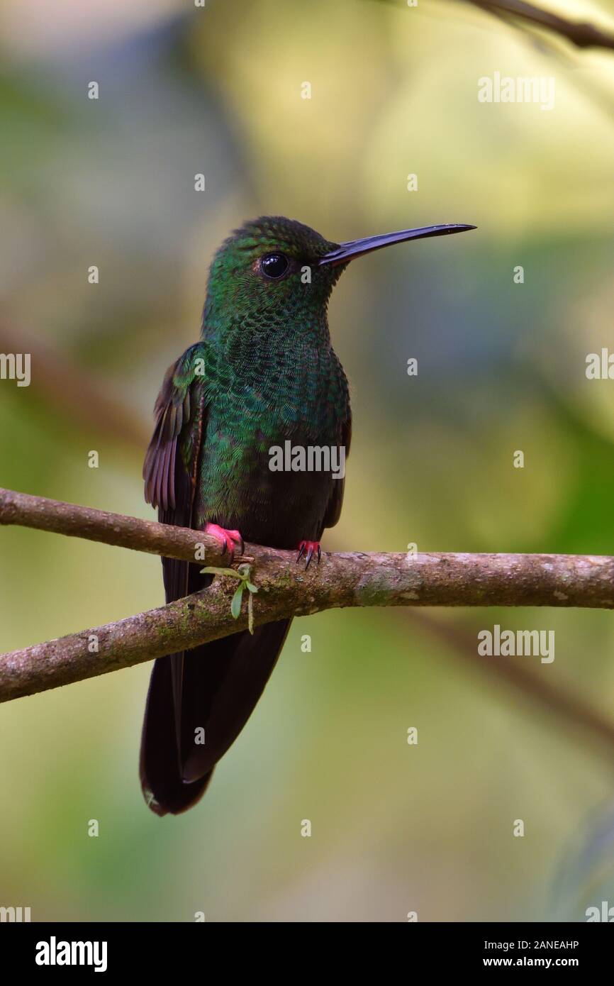 Colibríes De Plumeletero de cola de bronce en la selva tropical de Costa Rica Foto de stock