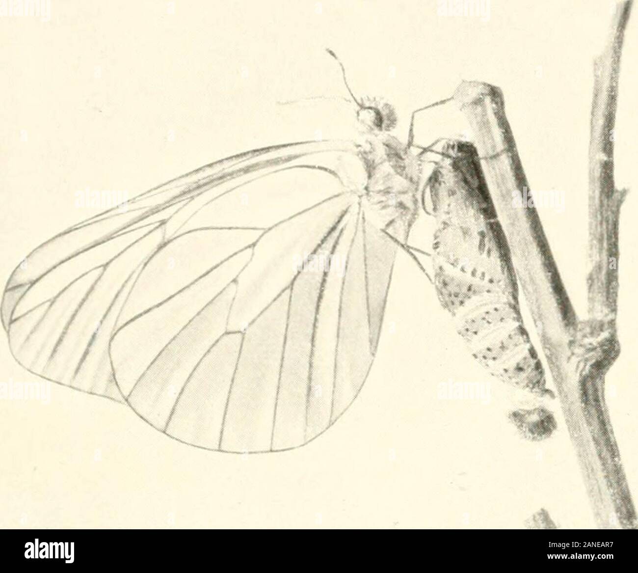 Maravillas de insectos ; un relato popular de estructura y hábito .  ^*4i:!w*v -&gt; - S2*:^ una nube de mariposas de la casa de la Painted Lady  butterfly es i&GT; África, pero