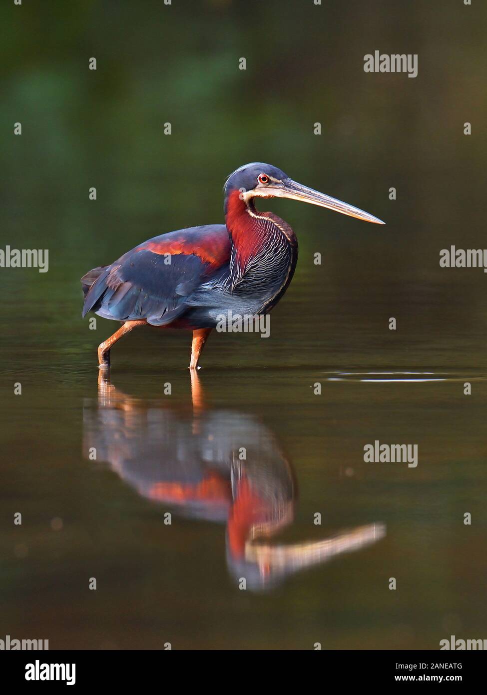 Pesca de Agami Heron en la selva tropical de Costa Rica. Este Heron es raro es muy difícil de ver. Es el más hermoso y raro Heron de América Latina. Foto de stock