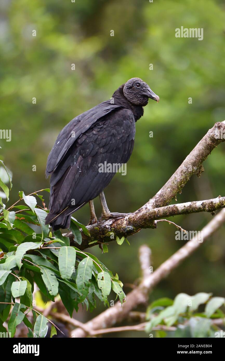 Un buitre negro en la selva tropical costarricense Foto de stock