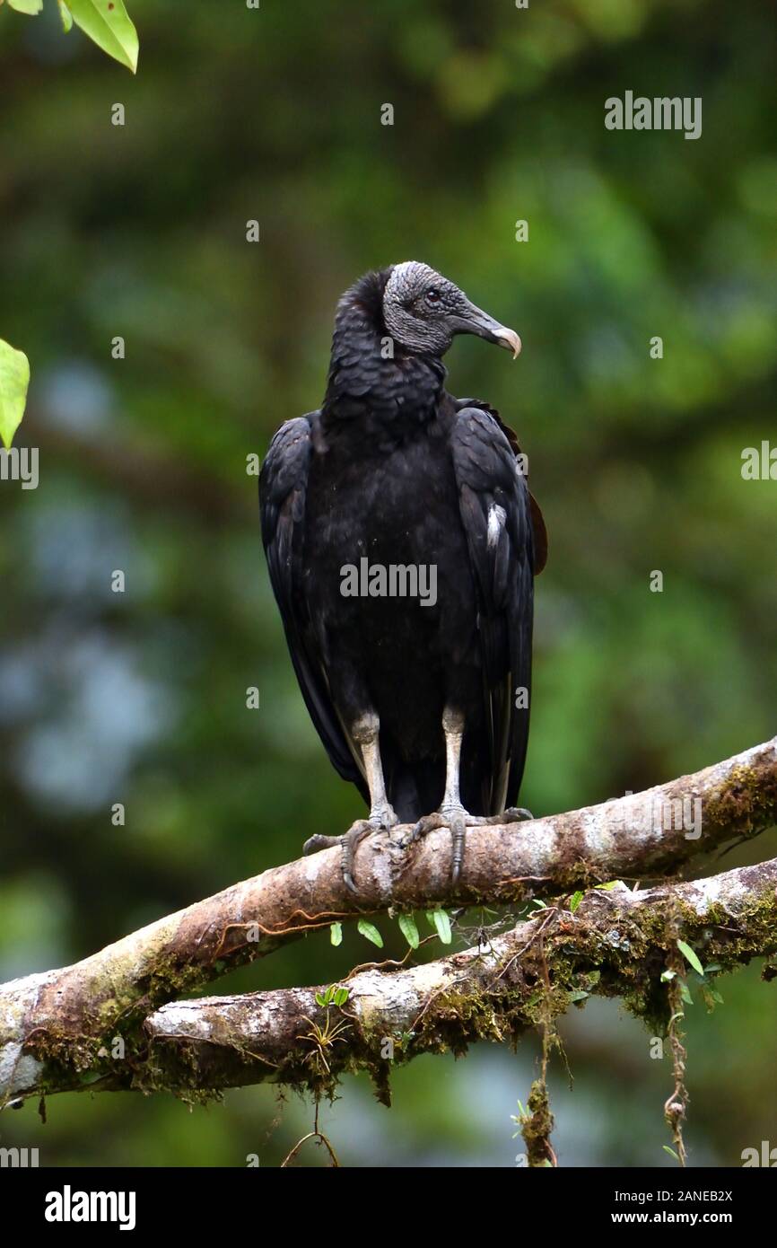 Un buitre negro en la selva tropical costarricense Foto de stock