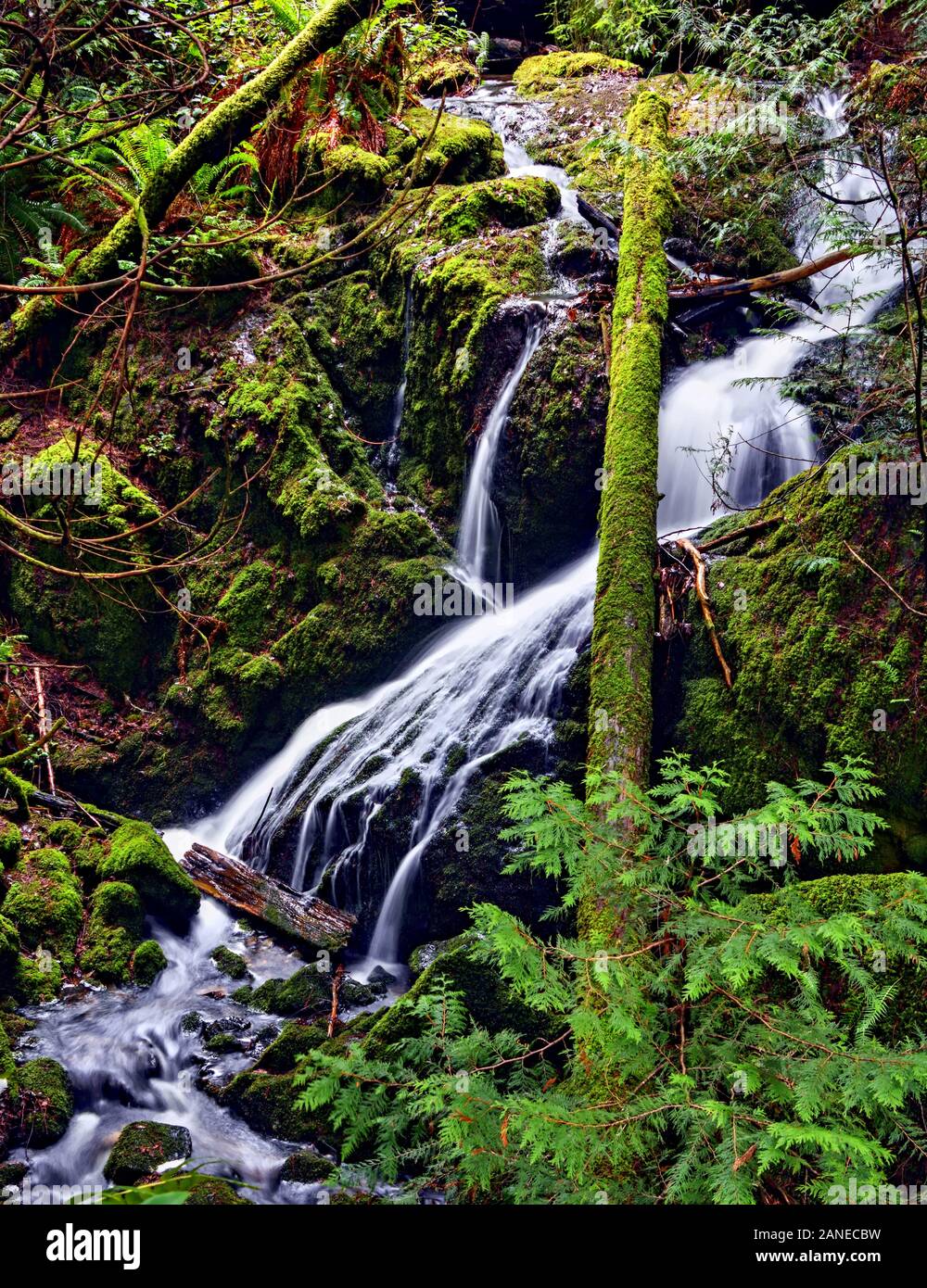 Selva tropical de la isla de Vancouver Foto de stock