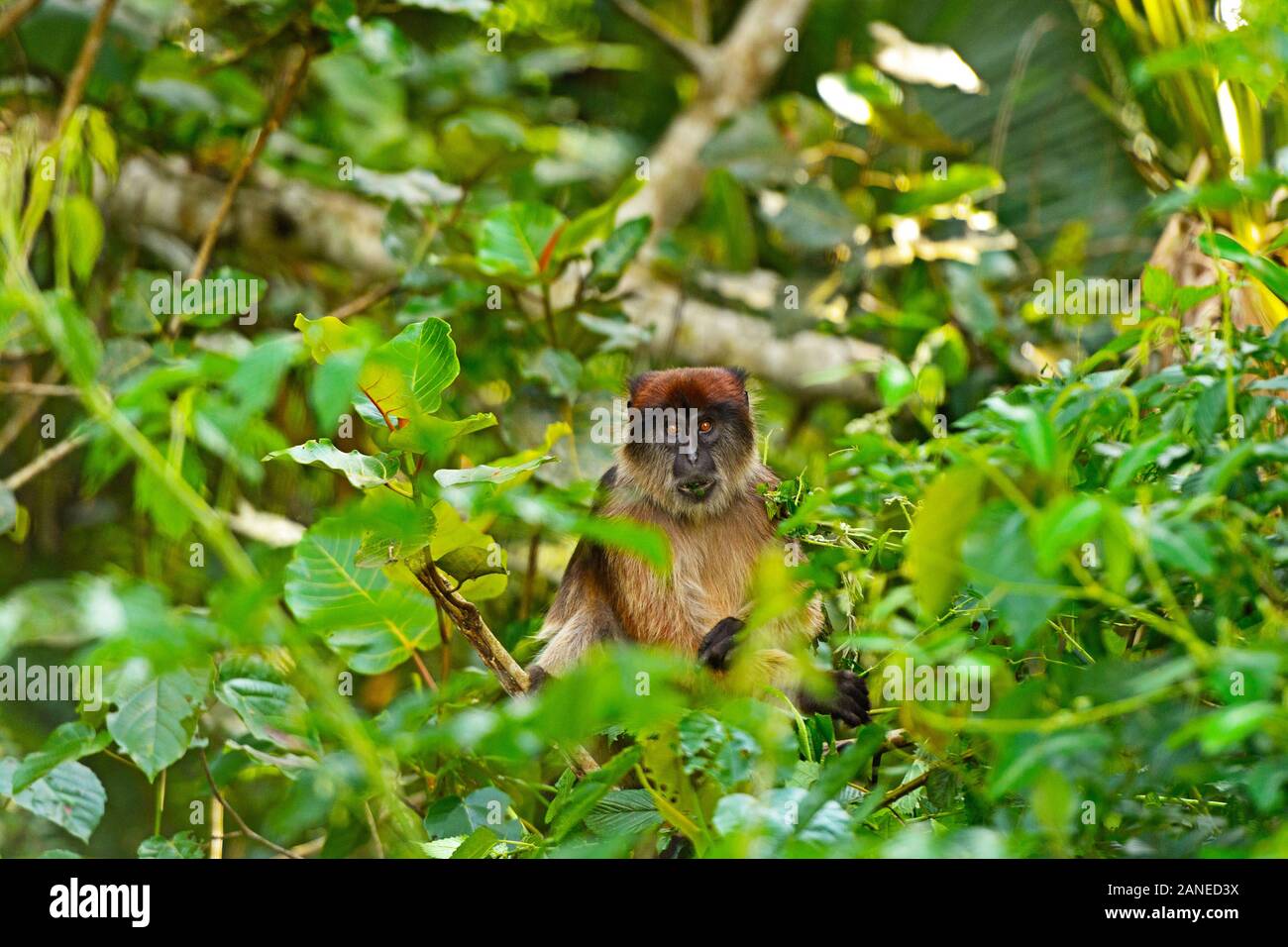 Colobo rojo ugandés en la selva de Uganda Foto de stock