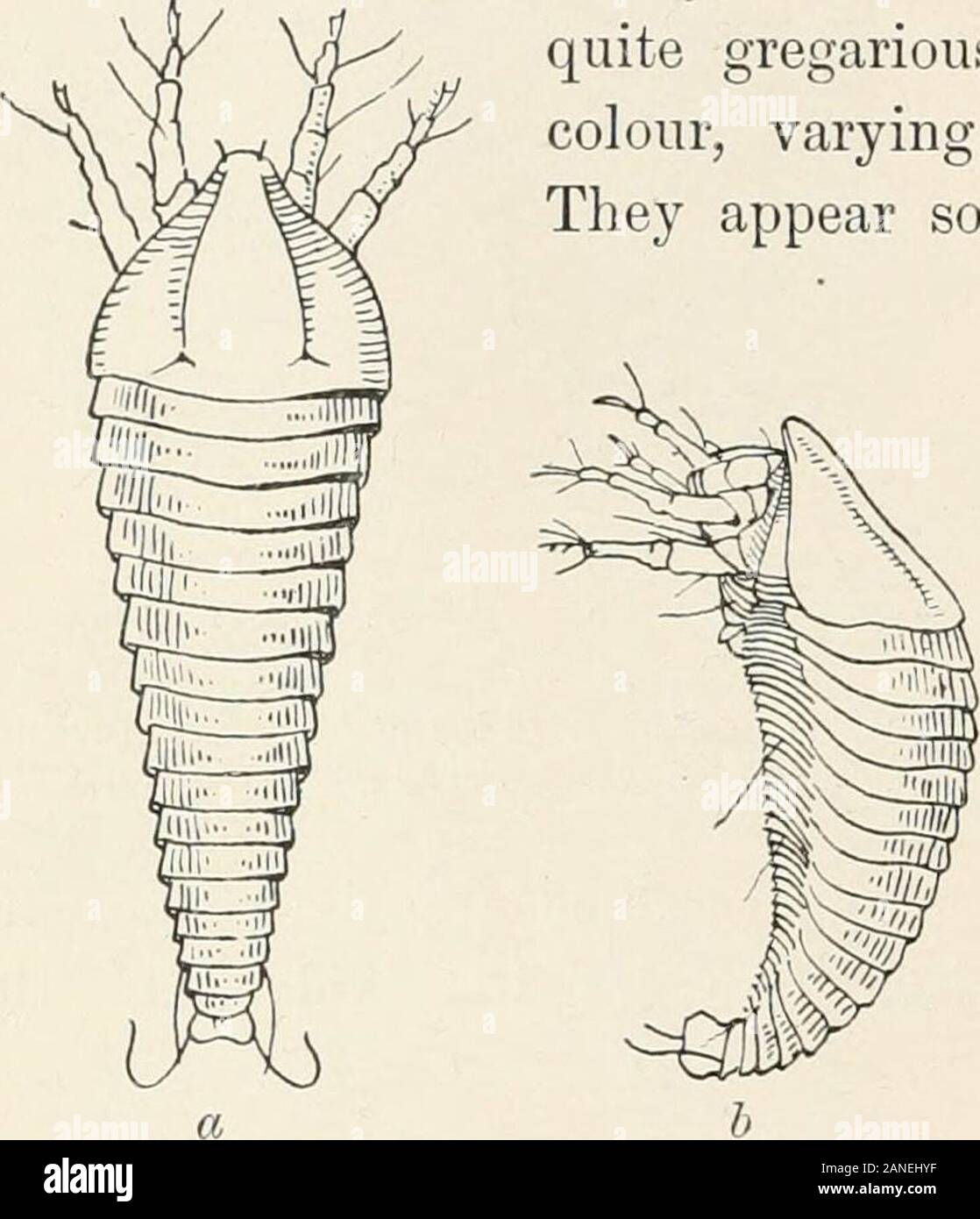 Entomología forestal . as de las hojas del sicómoro común (fig. 37). Isnow es conocido por el nombre de Phyllocoptes acericola, Nal., y los siguientes Connoldgives sinonimia-viz. : Phyllocoptes acericola, nal.Volvulifex aceris, Amer.Ceratoneon vulrjare, Bremi.Phytop)tus aceris, Murray. Las agallas son muy comunes en la superficie superior de las hojas ofsycamore {Acer pseudo-platanus). En algunos casos son verythinly esparcidas en la hoja, en otros casesquite gregaria. Son muy bonitos incolor, variando de naranja - amarillo a púrpura.aparecen poco después las hojas desarrollan, andmay b Foto de stock
