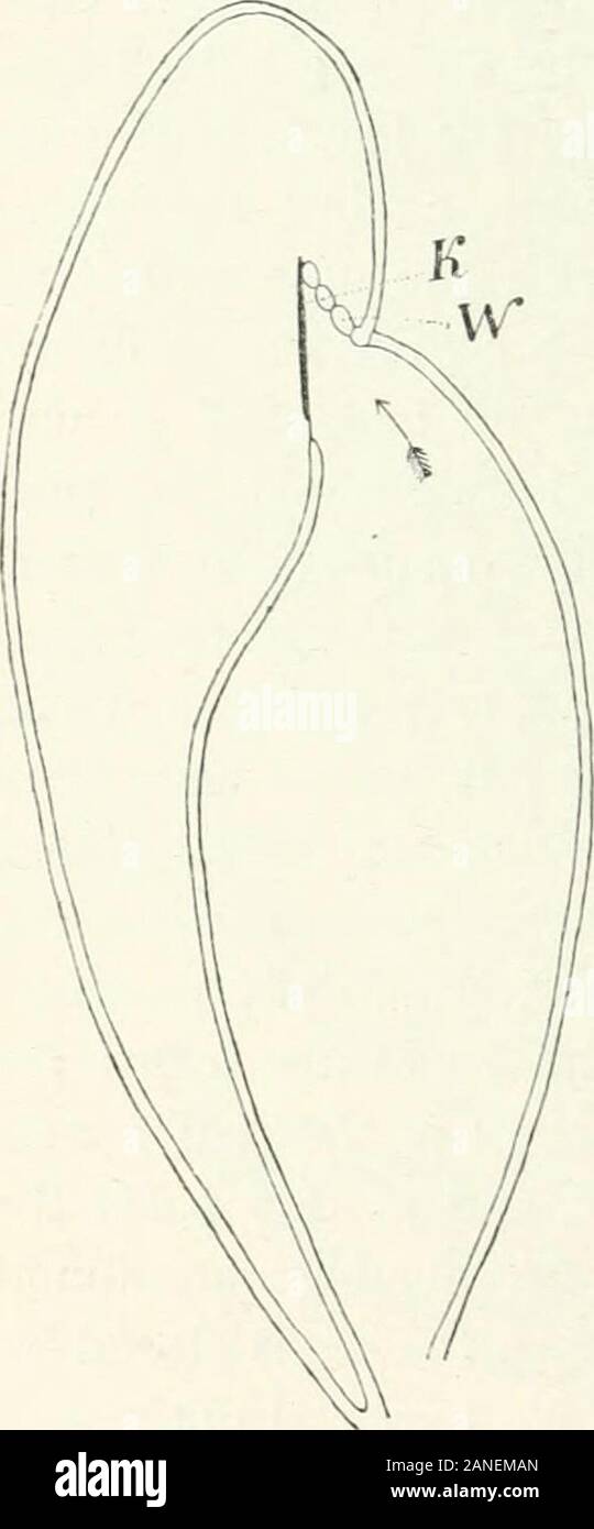 Organography de plantas, especialmente de la archegoniatae y spermaphyta . I.Uber javanische Lebermoose ; 3, Colura ornata, Goeb., en los Annales du Jardin botanique de Buitenzorg,IX (1891% pág. 28. * La estructura de la junta no es igual en todas las especies ; para más detalles véase Goebel, Archegoniatenstudien:. Die der Blattbildung und ihre Lebermoose biologische Bedeutung, Plora, Ixxvii ^es93 62 adaptación vegetativa en HEPATICAE mientras la trama sobre la cual yace impide su apertura hacia el exterior. Cuandoel sac queda vacía de agua puede haber poco duda que como inPhysiotium es abierto por un crump Foto de stock