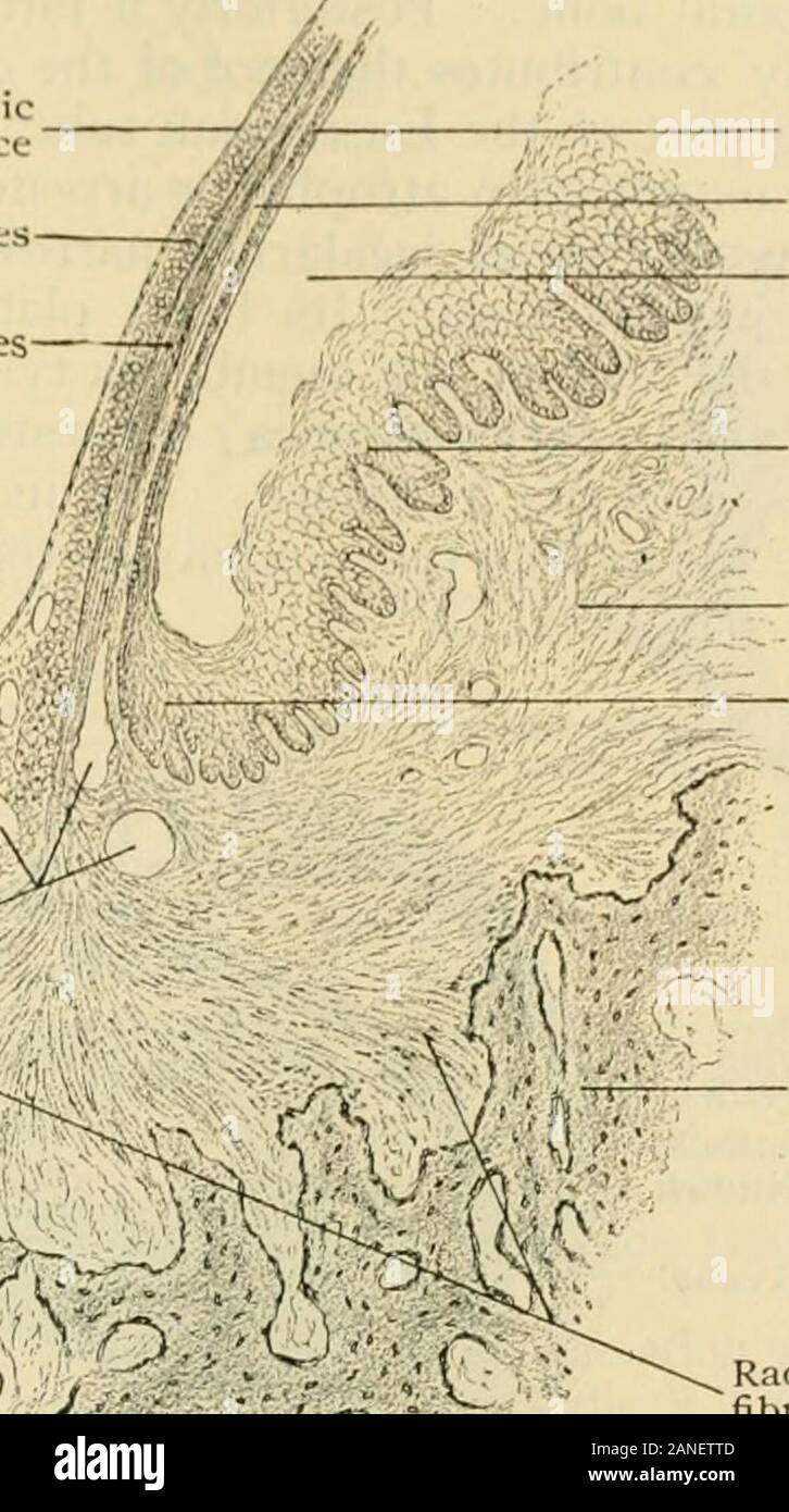 Anatomía Humana, entre ellas la estructura y el desarrollo y las consideraciones prácticas . f/i^^^^ de JM. Epidermis de tambor-headSub(.])idcrmal layerExtt-rual canal auditivo canal de epidermis de núcleo fundido de la piel Epidermis liningcanal pasando de cabeza ontodrum rO-Qi-- Hueso de fibras radiales annulusfibrosus sección a través de la margen adjunta de la membrana timpánica, mostrando la continuación de piel y mucosas membraneover sus superficies interior y exterior, respectivamente. X 75- procedentes de la preparación hecha por el Dr. Ralph Butler. Los nervios de la membrana timpánica se derivan principalmente de la auriculo-tem-poral rama del trige Foto de stock
