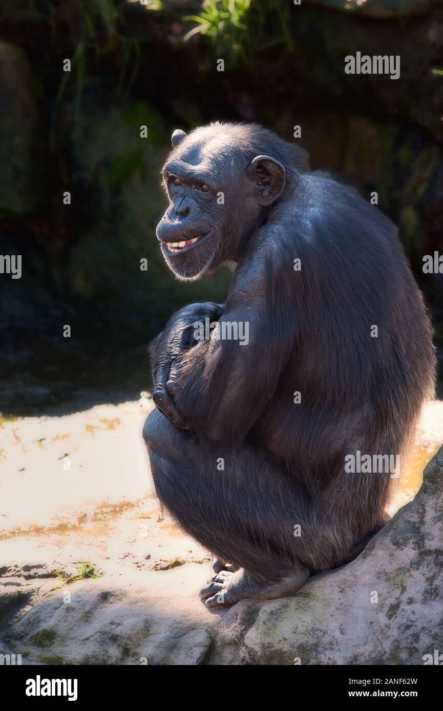 Un chimpancé masculino solitario que se siente amenazado se sienta solo con brazos doblados y sonriendo en un parque de conservación australiano. Foto de stock
