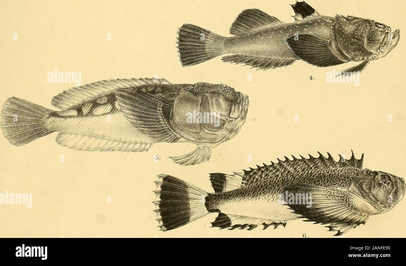 Los peces de la India; siendo una historia natural de los peces conocidos que habitan los mares y las aguas dulces de la India, Birmania y Ceilán . 5*BEi :-vl"6 s^^gg :--;: ^aagggK!. G.H.Ford del Suzim ith. Mmtera Bros. imp. 1, CYBIUM GUTTATUM (joven). 2, ELACATE nigra. 4, URANOSCOPUS MARMORATUS. 5, 1ICHTHYSCOPUS NERME. 3, 6, PSEUDOSYNANCEIA ECHENEIS BRACHYPTERA MELANOSTIGMA. Días peces de la India. Placa LVI. Foto de stock