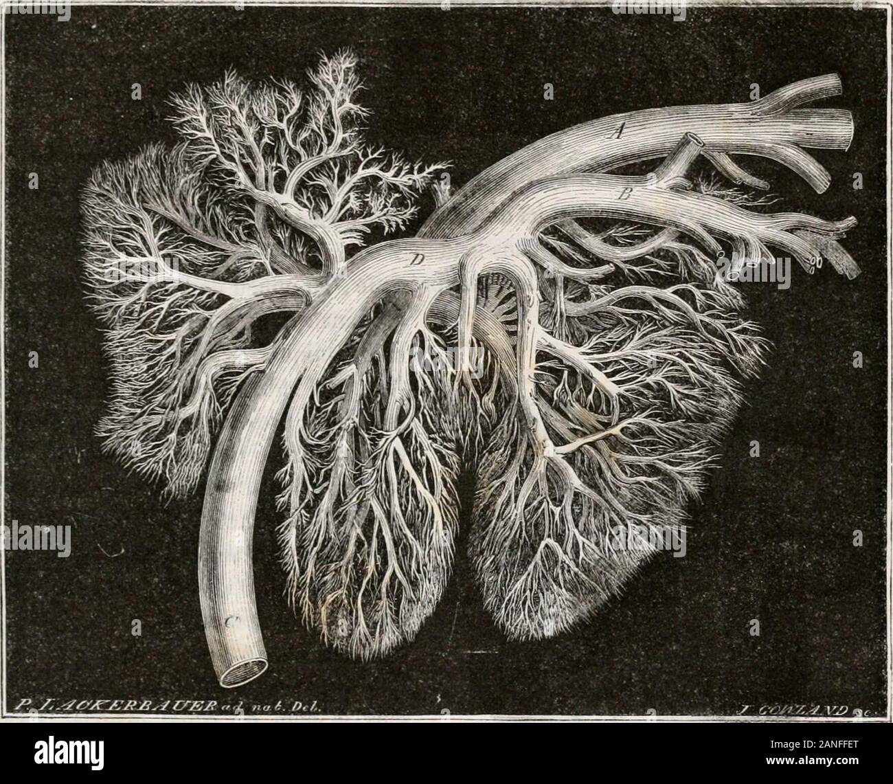 Traite D Anatomie Comparee Des Animaux Domestiques Du Cote Gauche Figura Principalement Destinee H Nionlier Le Trajet Desvaisseaux Ombilicaux Il Linterieur Du Corps A Guidon Ombilical B Veine Ombilicale C Aileie Ombi Licale