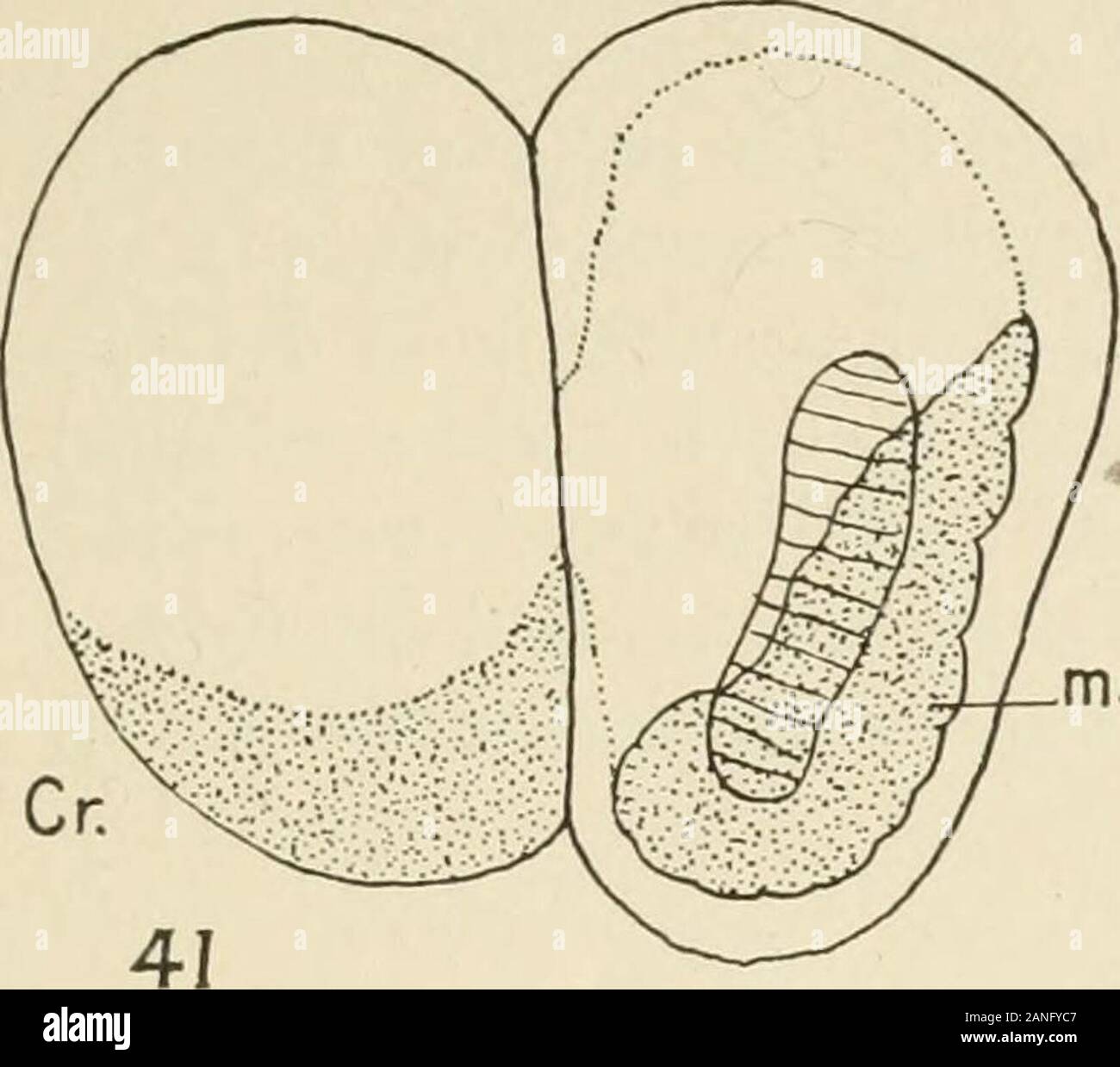 Fisiología general; un esbozo de la ciencia de la vida . Fig.  135.-Histolysis de fibras musculares en la cola de la larva de la^rana.  (Después Looss.) El isotrópico y el anisotrópico sustancias