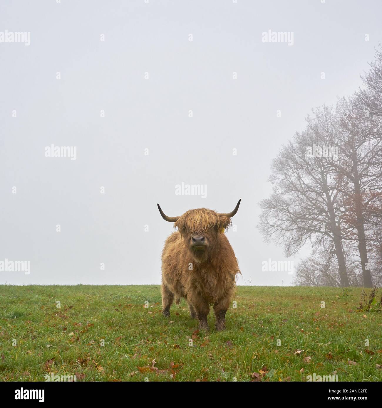 Un ganado escocés de tierras altas se encuentra en una tierra de cultivo. El clima es frío y niebla. Foto de stock