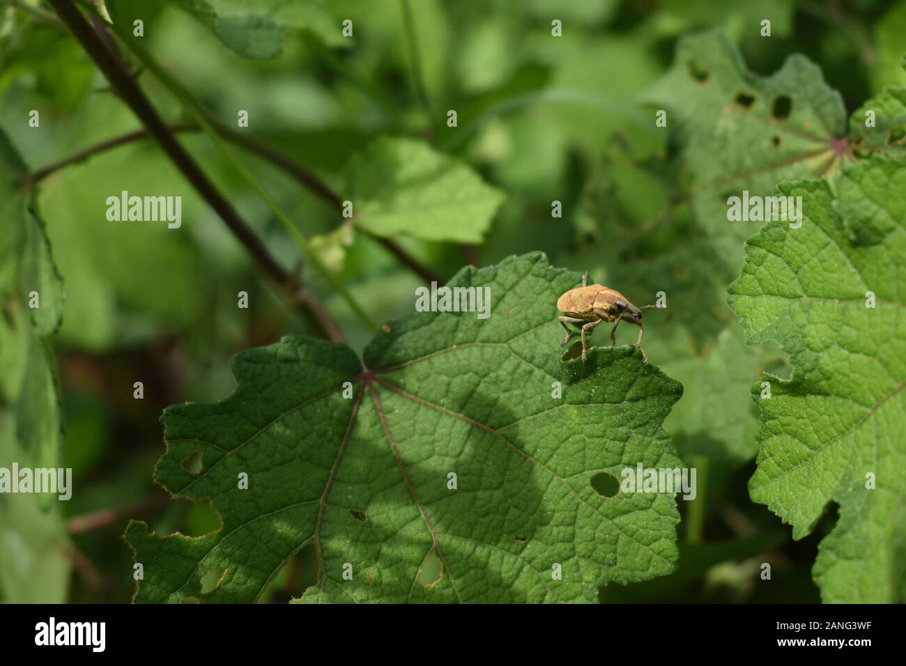 Un escarabajo picudo arrastrándose sobre una hoja verde. Surakarta, Indonesia. Foto de stock