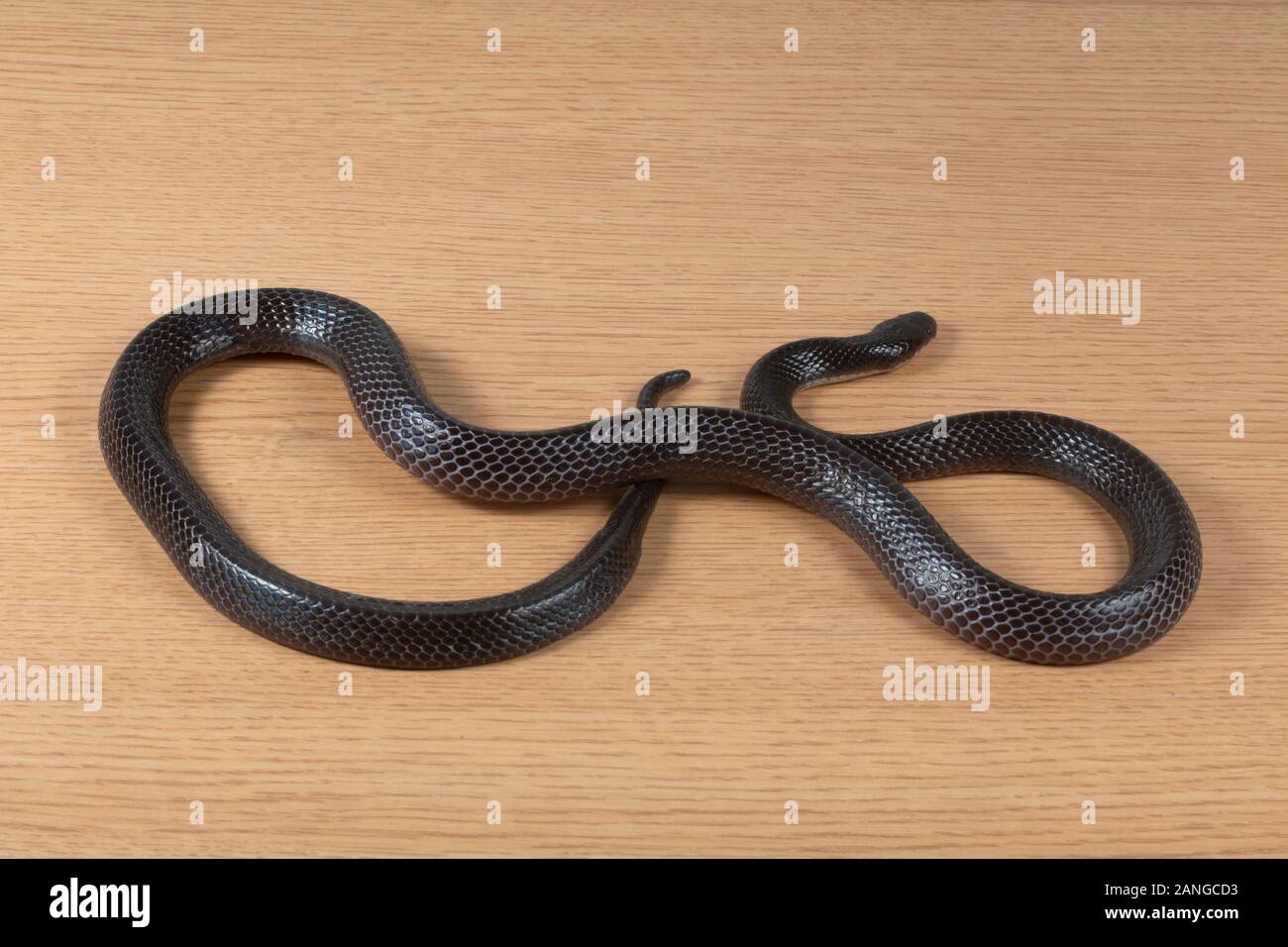 Mayor krait Bungarus negro, Níger serpiente venenosa de la familia Elapidae. La especie es endémica en el sur de Asia. Foto de stock