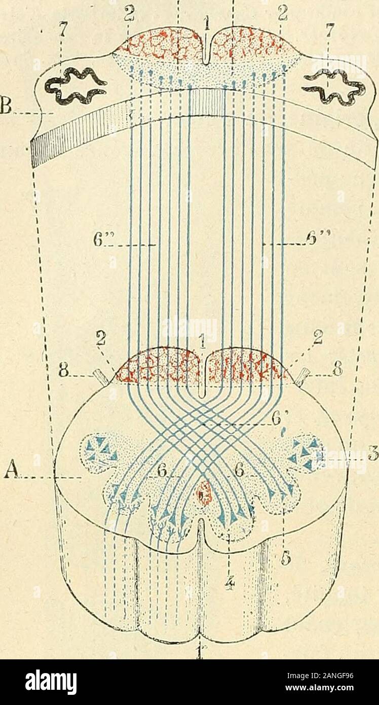 Traité d'anatomie humaine . , (Oril jLabli (|uc les laiscciinv sonsilirs cii couinionconL à scnlrccroisci quelors(IUC les faisceaux inoLcurs ont (lijù, onociui leur liiliurroiscmenL. Quelques arimjes plus: cl DEBOvr manteca de cerdo.go.iij.ui.T (.IRC/i. de Neurologie, 18.S1), la UE (texamincr ayaiil roecasion le bulbe flunsujet qui avait succombe à une schMose lab-acreditaciones aiuyoliopbiqii. mil lciiconlré des libres sensi-tes lcsléos saines au milieu ¿liitics midrices di.giniii0.s. Ils ne oui conclusiones i|ue les libres. lig. 3-70. Schéma loii monlranl.iiiii;Toisemcnt du rub,ui i lenlTO-cil. Una, la Coupe du bulbe pa Foto de stock