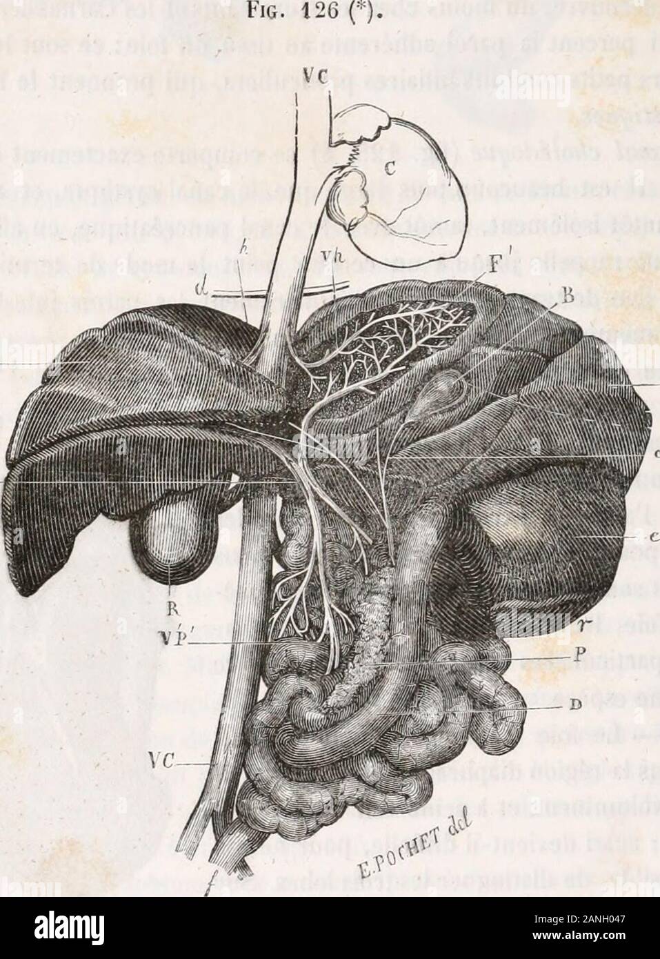 Traite D Anatomie Comparee Des Animaux Domestiques Racines De Ce Caual 7 Veiue Caveposterieure 7 Intestiu 8 Pancreatique Du Canal De Insercion 394 De Lappareil Digestif Chez Les Mammiferes Grande Distancia Du