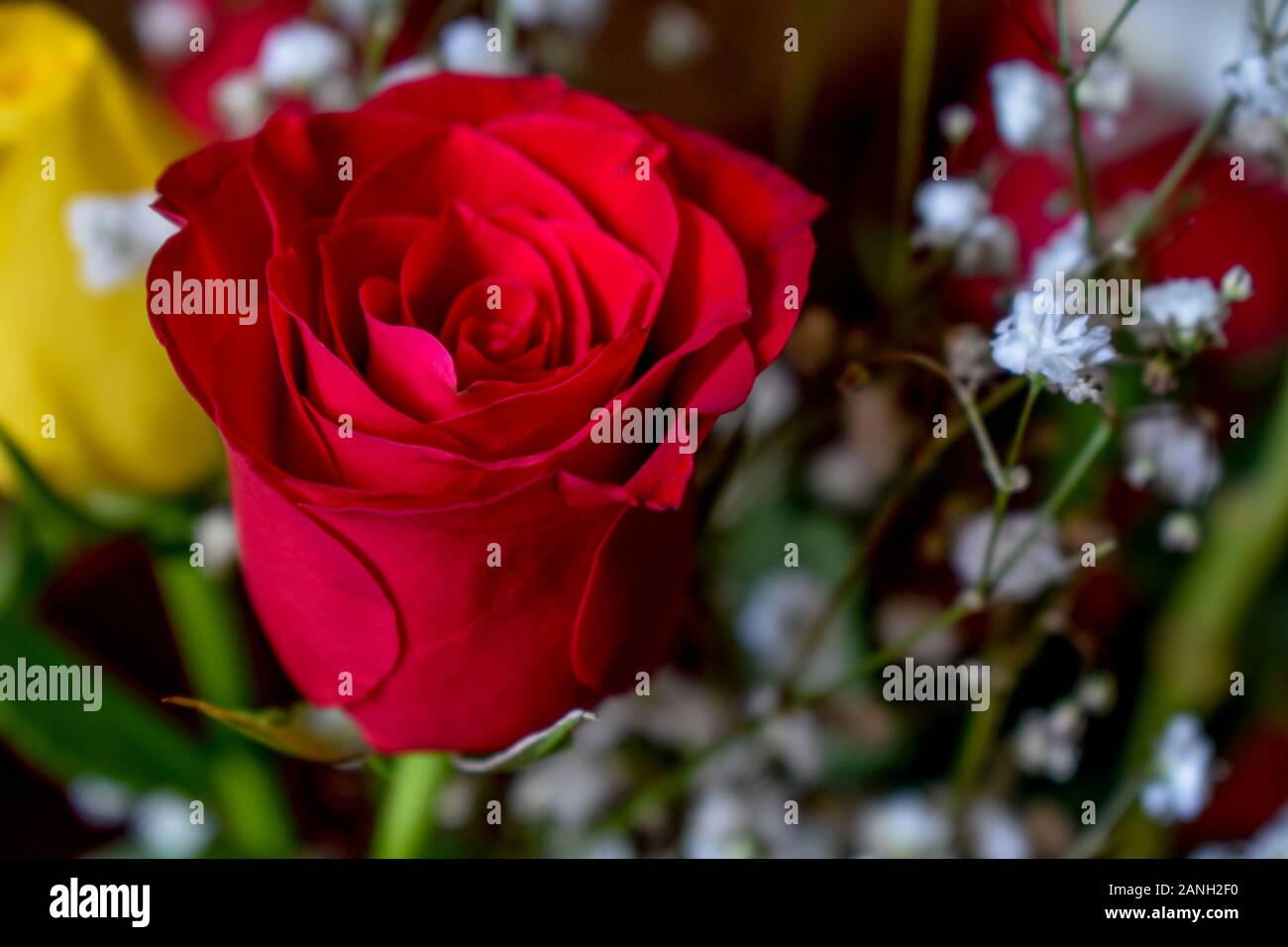 Una bonita rosa roja aislada entre otras flores. Foto de stock