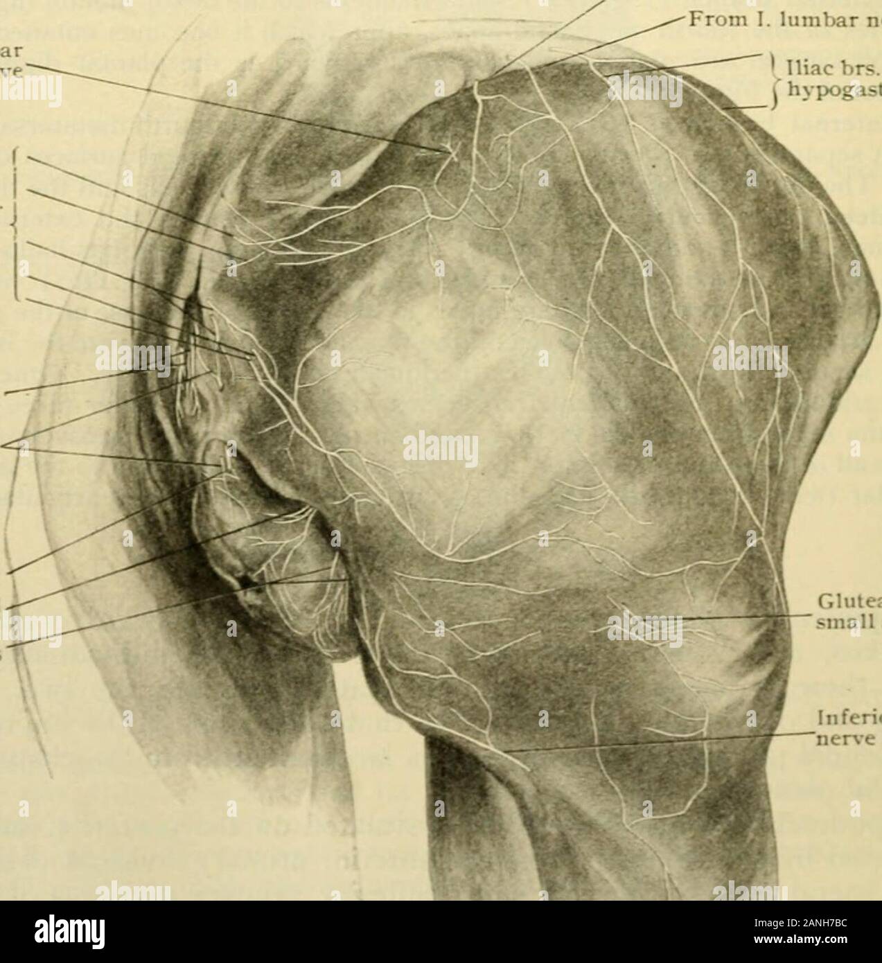 Anatomía Humana, entre ellas la estructura y el desarrollo y las
