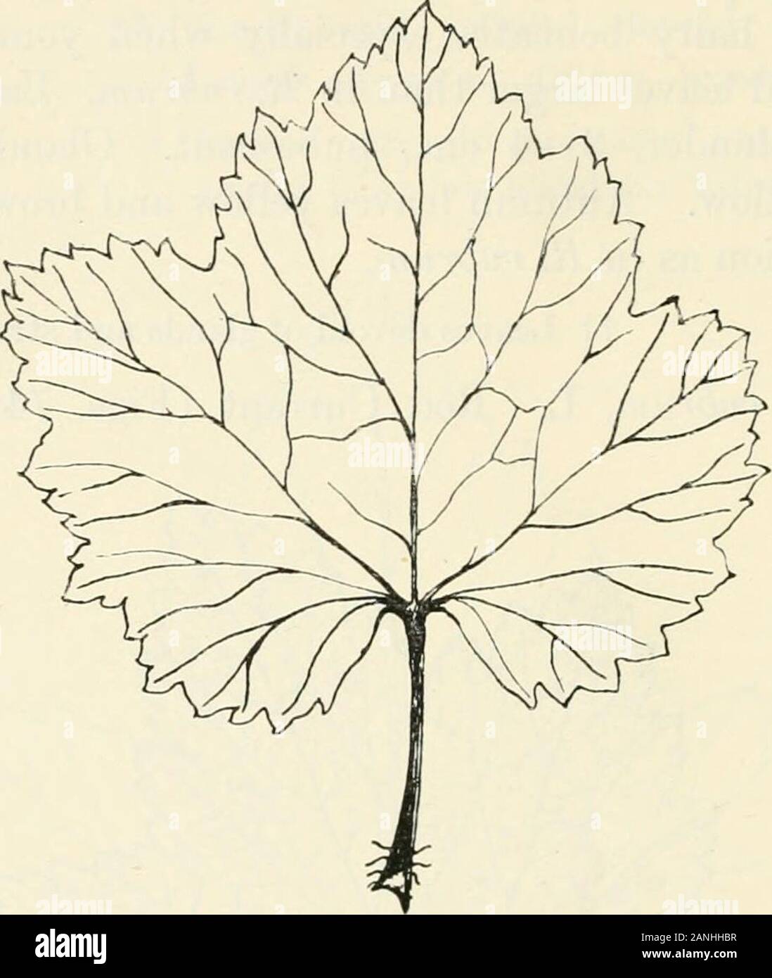 Los árboles; un manual de botánica forestal de los bosques y el laboratorio  . Fig. 74. Grosellas, Ribes rubrum, pág. 221 (ETT). 222 GROSELLAS hojas  aproximadamente 45-8 x 5-9 cm., de contorno