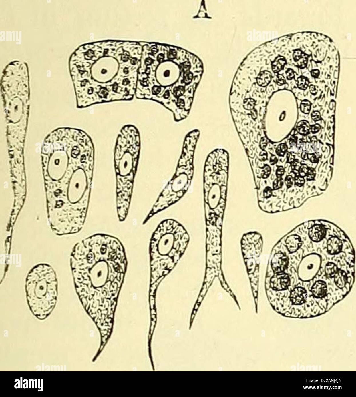 Quain's elementos de anatomía . t, una capa intermedia de tejido  plainmuscular, y un revestimiento mucoso. La capa muscular posee twolayers  de fibras longitudinales y una capa circular central. Las mucosas memirane,