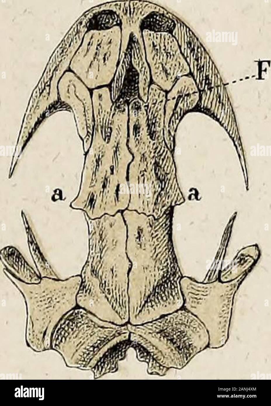 Salamandrina perspicillata und Geotriton fuscus : Versuch einer der Anatomie vergleichenden Salamandrinen, mit Besonderer berücksichtigung der Skelet-Verhaeltnisse . 85. 88 Oe Foto de stock