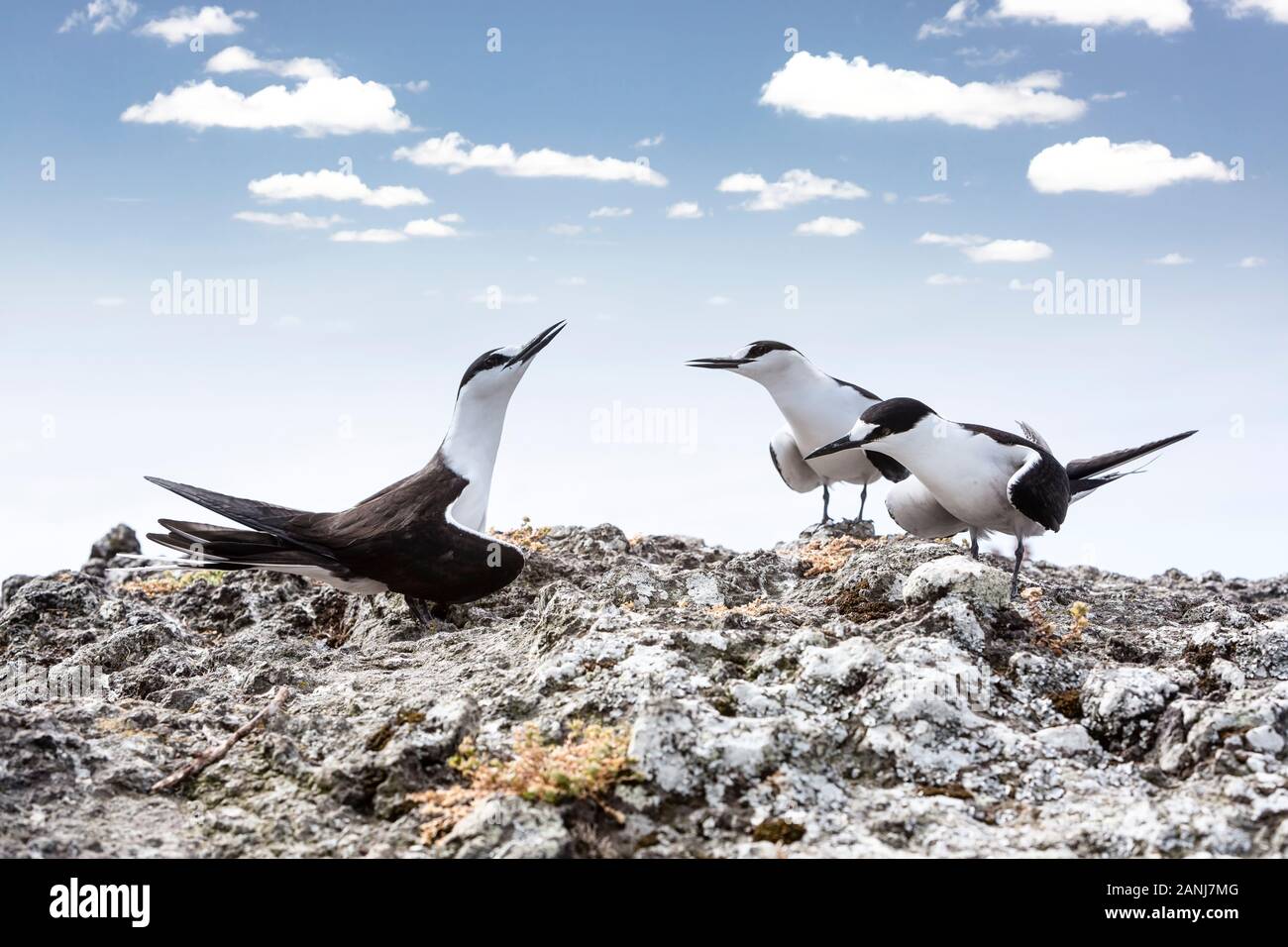 Tres tiznado tern aves, Onychoprion fuscatus seabird, de pie sobre una roca, el enfoque selectivo ver contra la nube azul cielo, la isla de Lord Howe, Nueva Gales del Sur Foto de stock