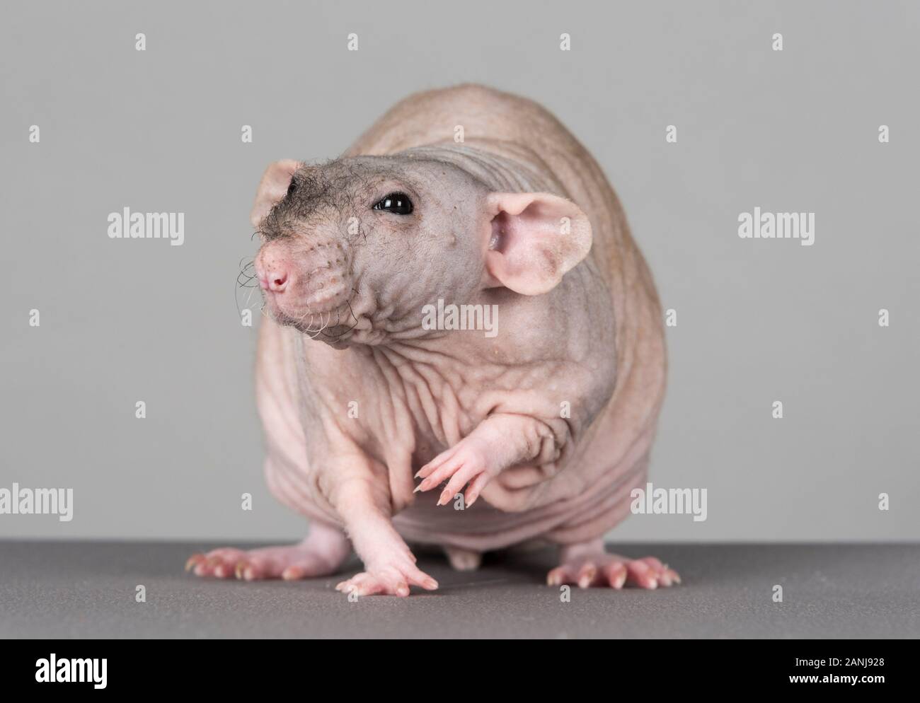 Rata sin pelo, rata Sphynx o rata de mascota calva, Reino Unido Fotografía  de stock - Alamy