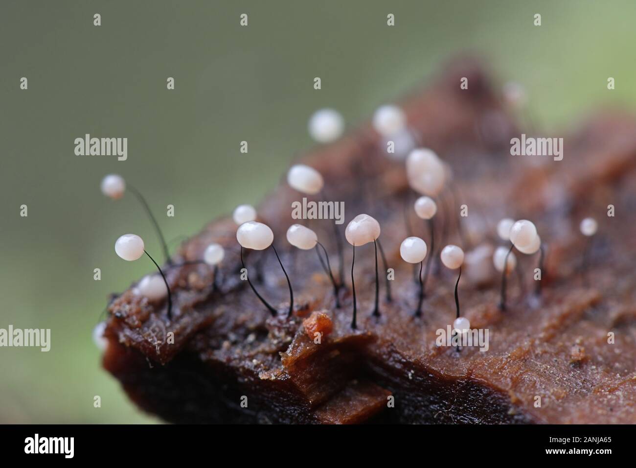 Comatricha nigra, un molde de slime plasmodial, esporangios en madera en Finlandia Foto de stock