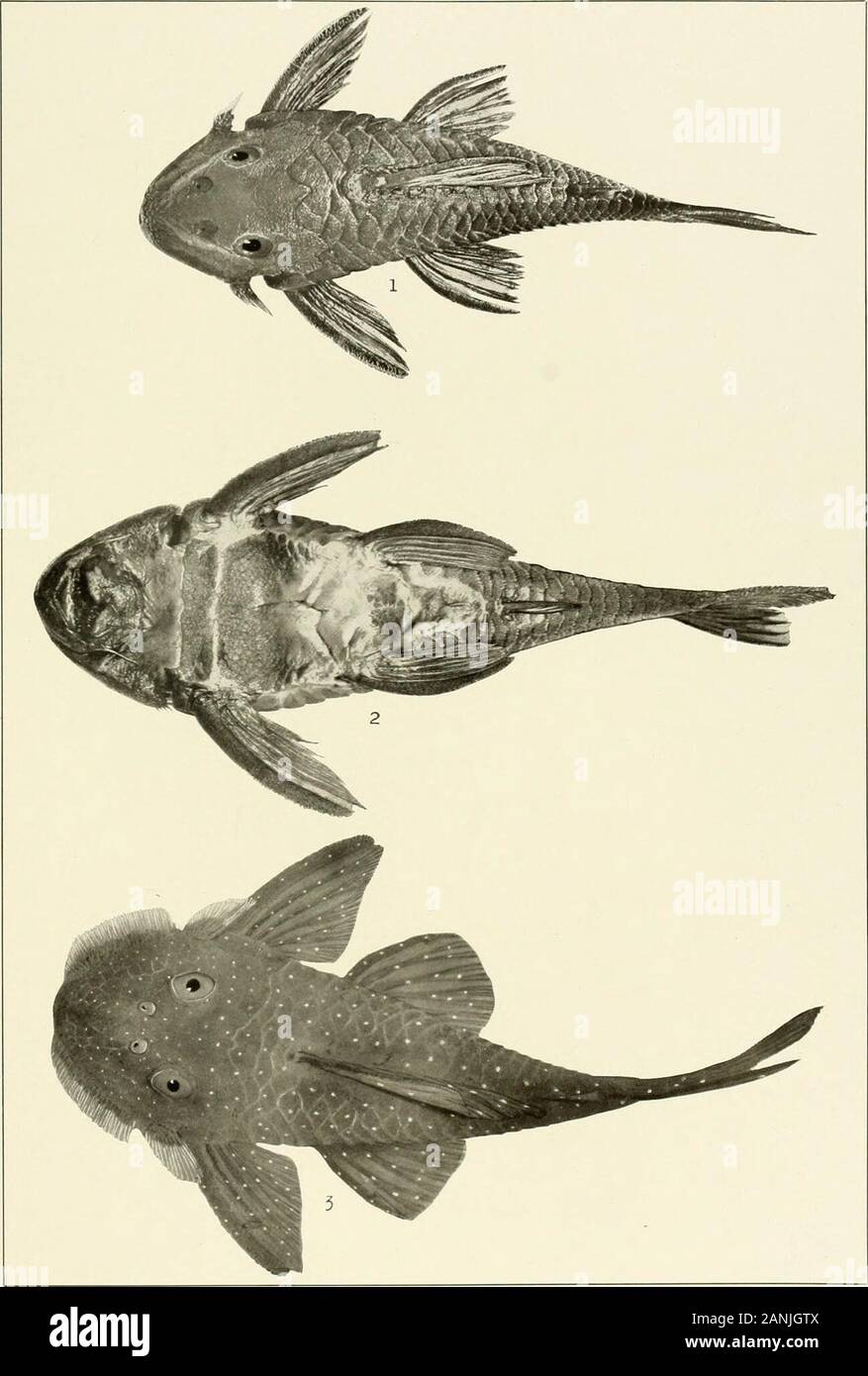 Los Peces De Agua Dulce De La Guayana Britanica Incluido Un Estudio De La Agrupacion Ecologica