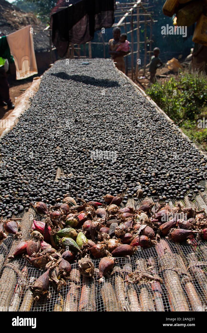 Los granos de café y cardamomo etíope ist seca en el sol Foto de stock