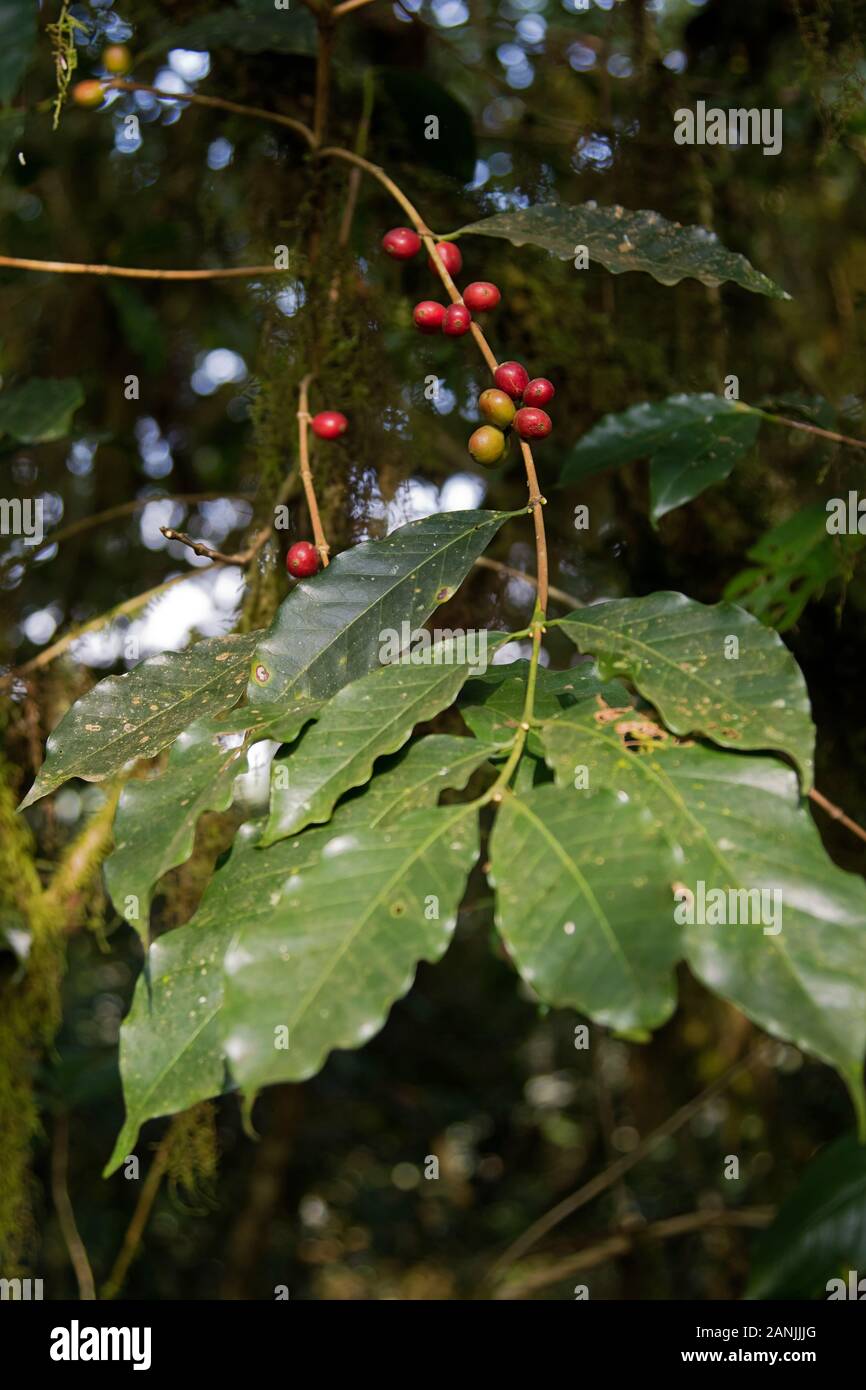 Café salvaje en las selvas tropicales de la Reserva de la Biosfera de Kafa, el origen del café Arábica Foto de stock