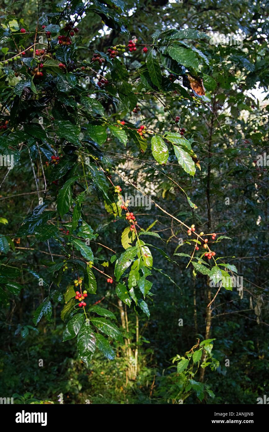 Café salvaje en las selvas tropicales de la Reserva de la Biosfera de Kafa, el origen del café Arábica Foto de stock