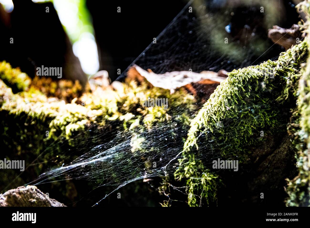Vista de un tejido de araña entre el musgo Foto de stock
