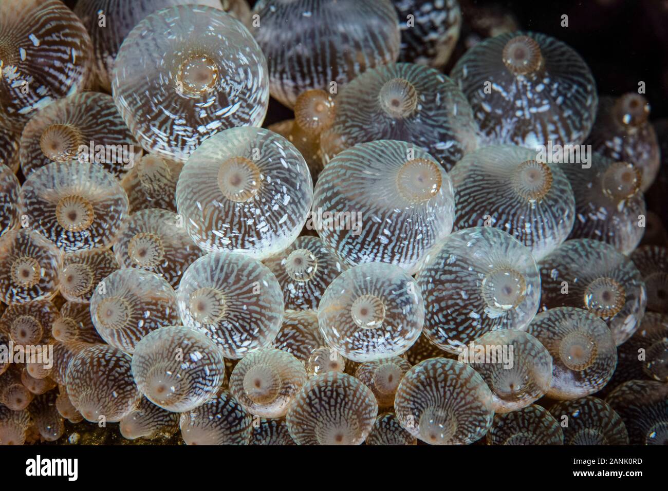 Detalle de una anémona Entacmaea quadricolor Bulbed, sobre un arrecife de coral en el Parque Nacional de Komodo, Lesser Sunda Islands, Indonesia, Indo-pacifico, Foto de stock