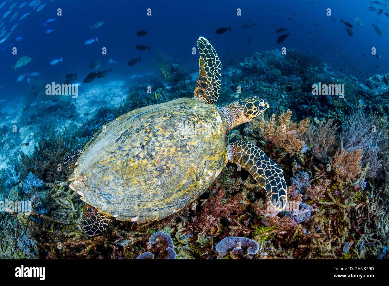 Tortuga carey, Eretmochelys imbricata, Raja Ampat, Indonesia, Océano Pacífico Foto de stock