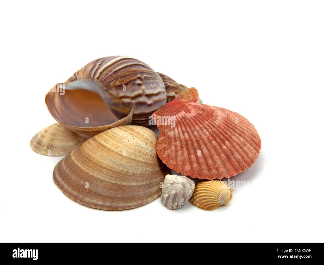 Varias conchas y caracoles de mar contra el fondo blanco. Foto de stock