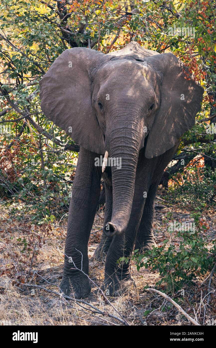 De pie en el elefante africano, Bush Moremi Game Reserve, el delta del Okavango, Botswana Foto de stock