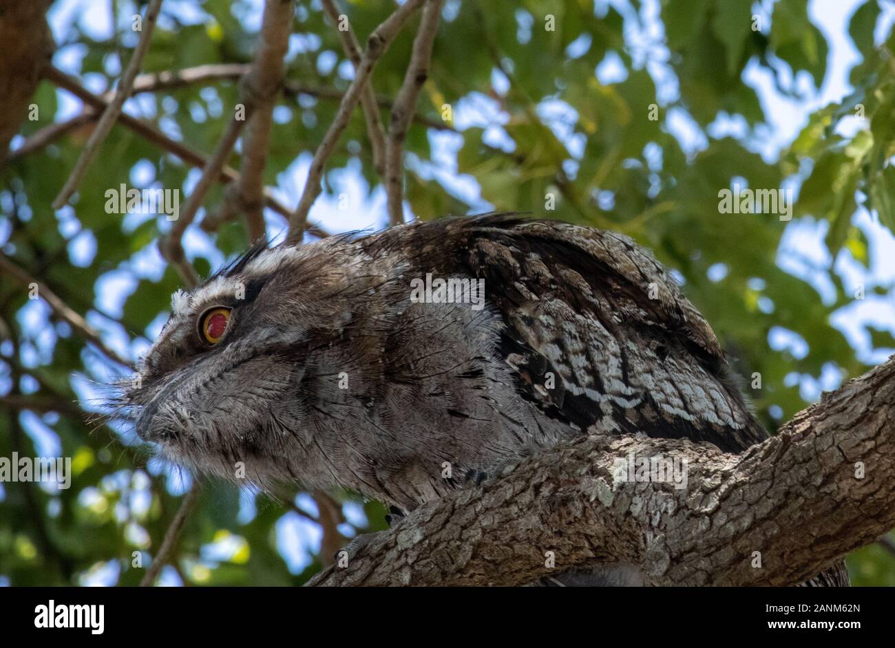 Búho en licencia fotografías e imágenes de alta resolución - Alamy